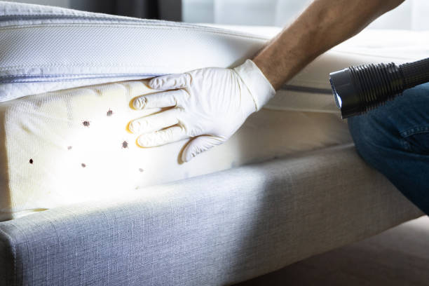 Best Residential Pest Control  in Estes Park, CO