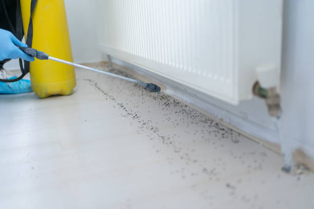 Best Emergency Pest Control  in Estes Park, CO